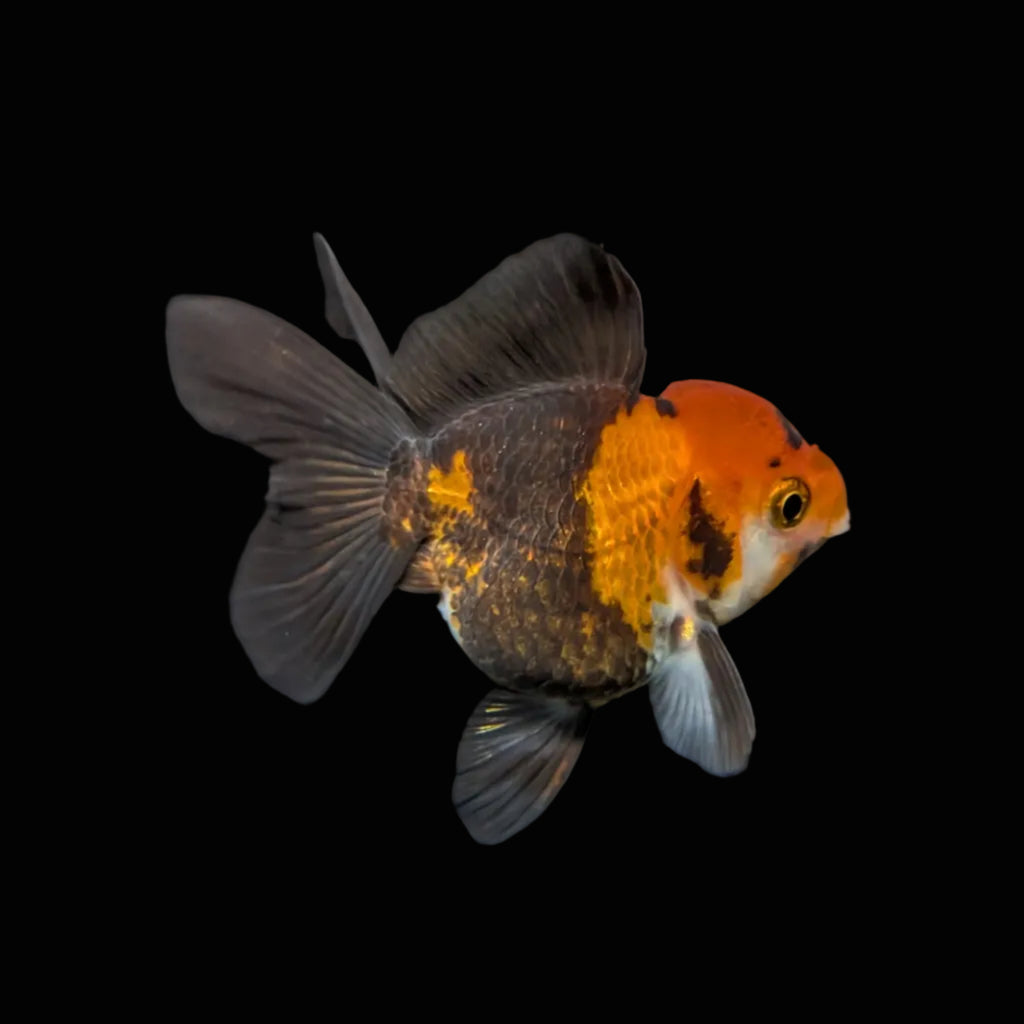 Juvenile Oranda Tricolor 3.5"-4" in.  ID#417T7A-006
