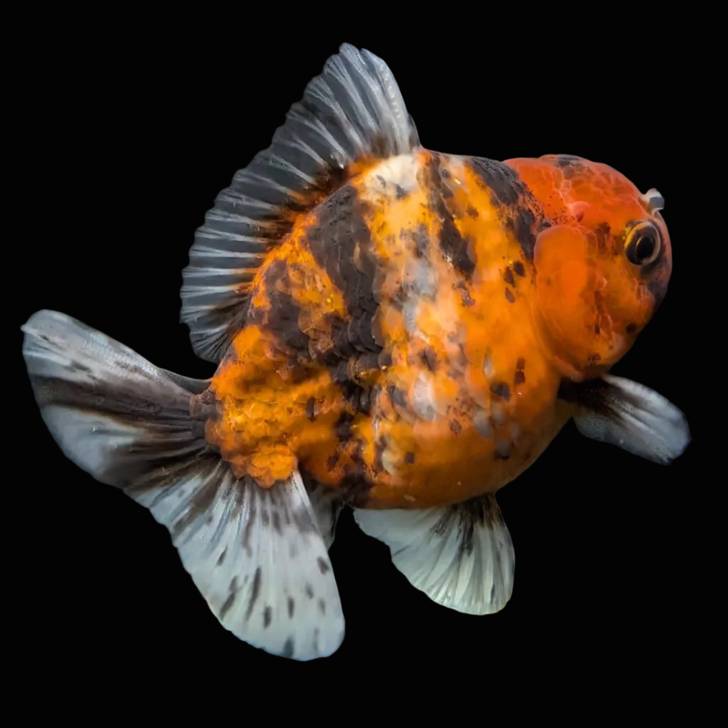 Thai Oranda Shogun Tiger Calico 4" in. ID#626SG7A-004