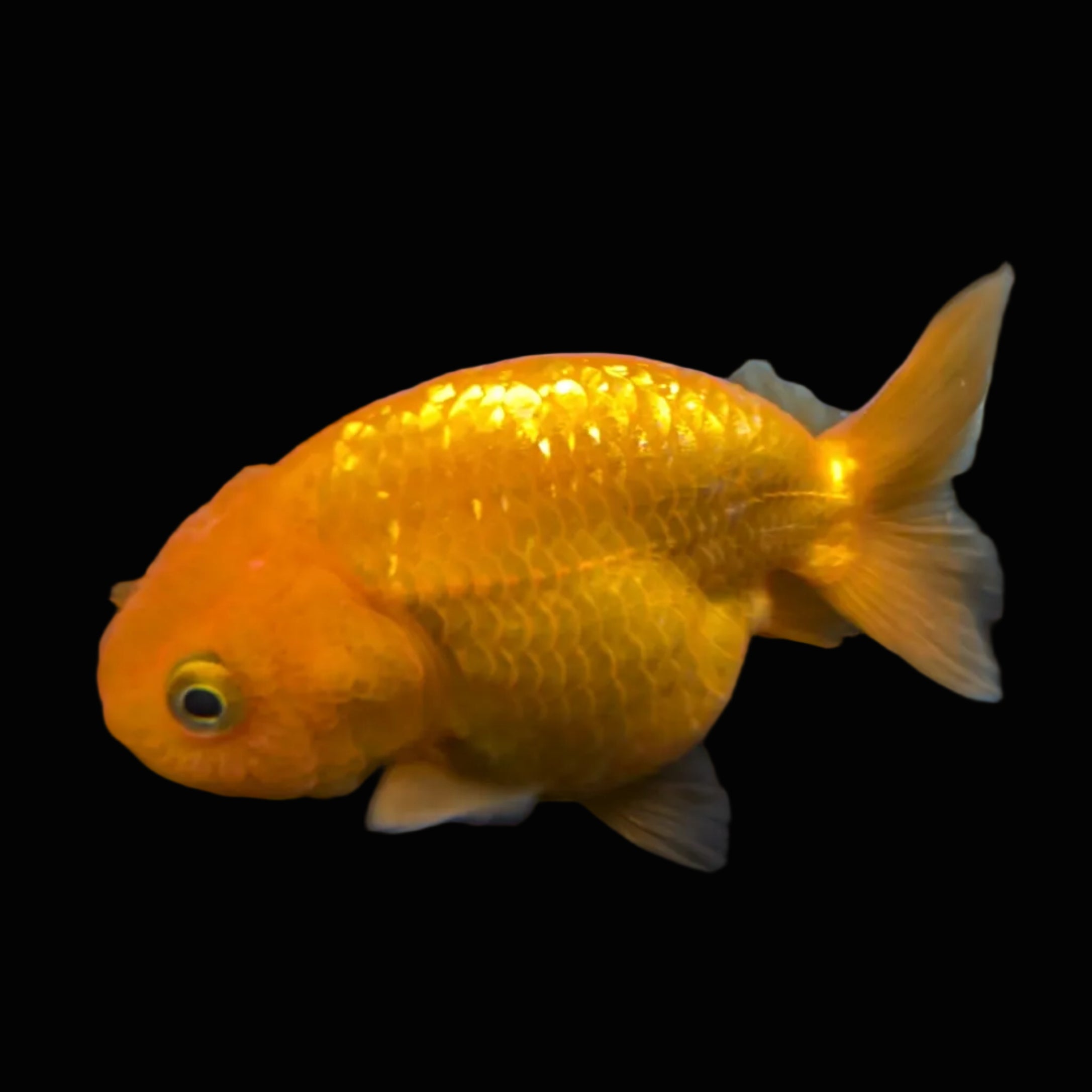 Ranchu Red White 3"-3.5" in. ID#424R13A-011
