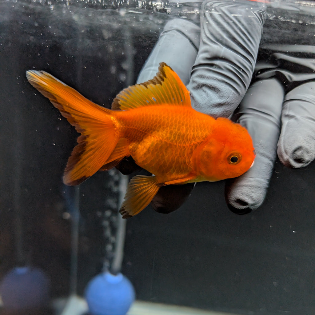 Juvenile Oranda Red Black 3"-3.5"in.  ID#515T2A-005