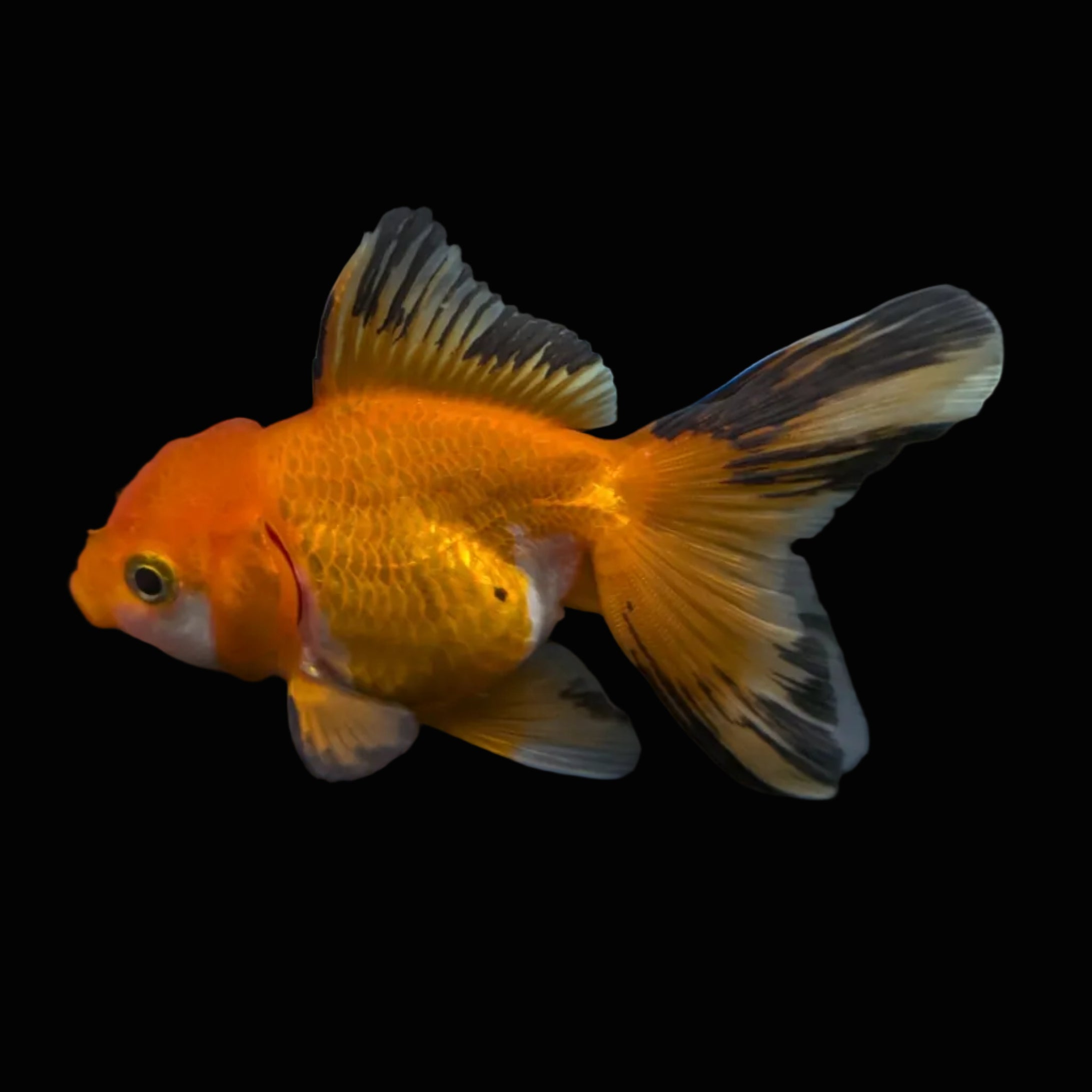 Thai Juvenile Oranda Tricolor 3"-3.5" in.  ID#724T1A-029