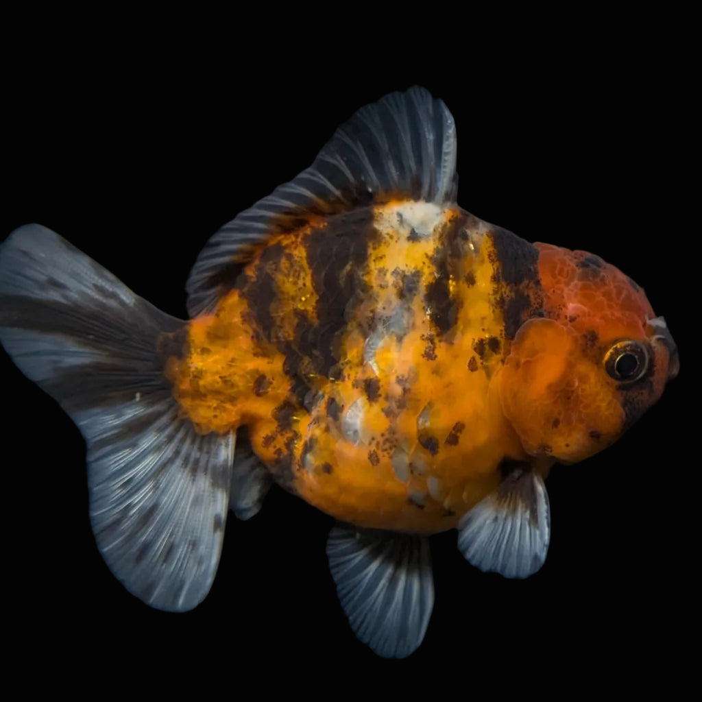 Thai Oranda Shogun Tiger Calico 4" in. ID#626SG7A-004