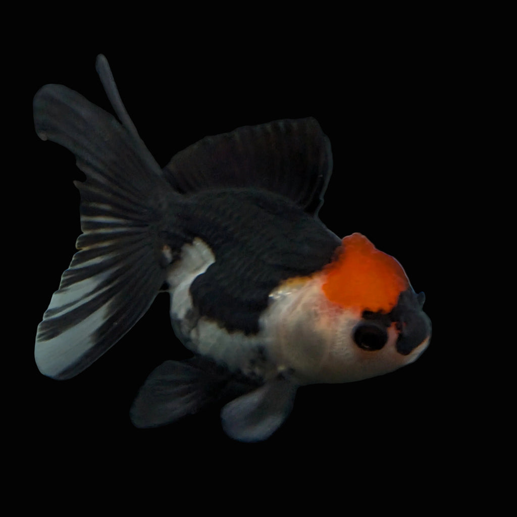 Juvenile Oranda Tricolor 3.5"-4" in.  ID#403T8A-012