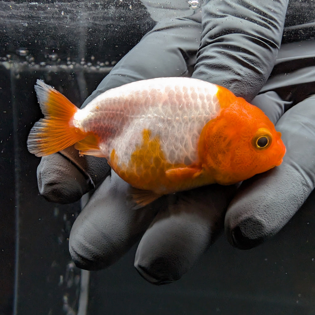 Baby Ranchu Red White 2.5"-3" in. ID#515R4A-002