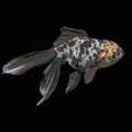 Calico Oranda 5"in. ID#821LB2A-62