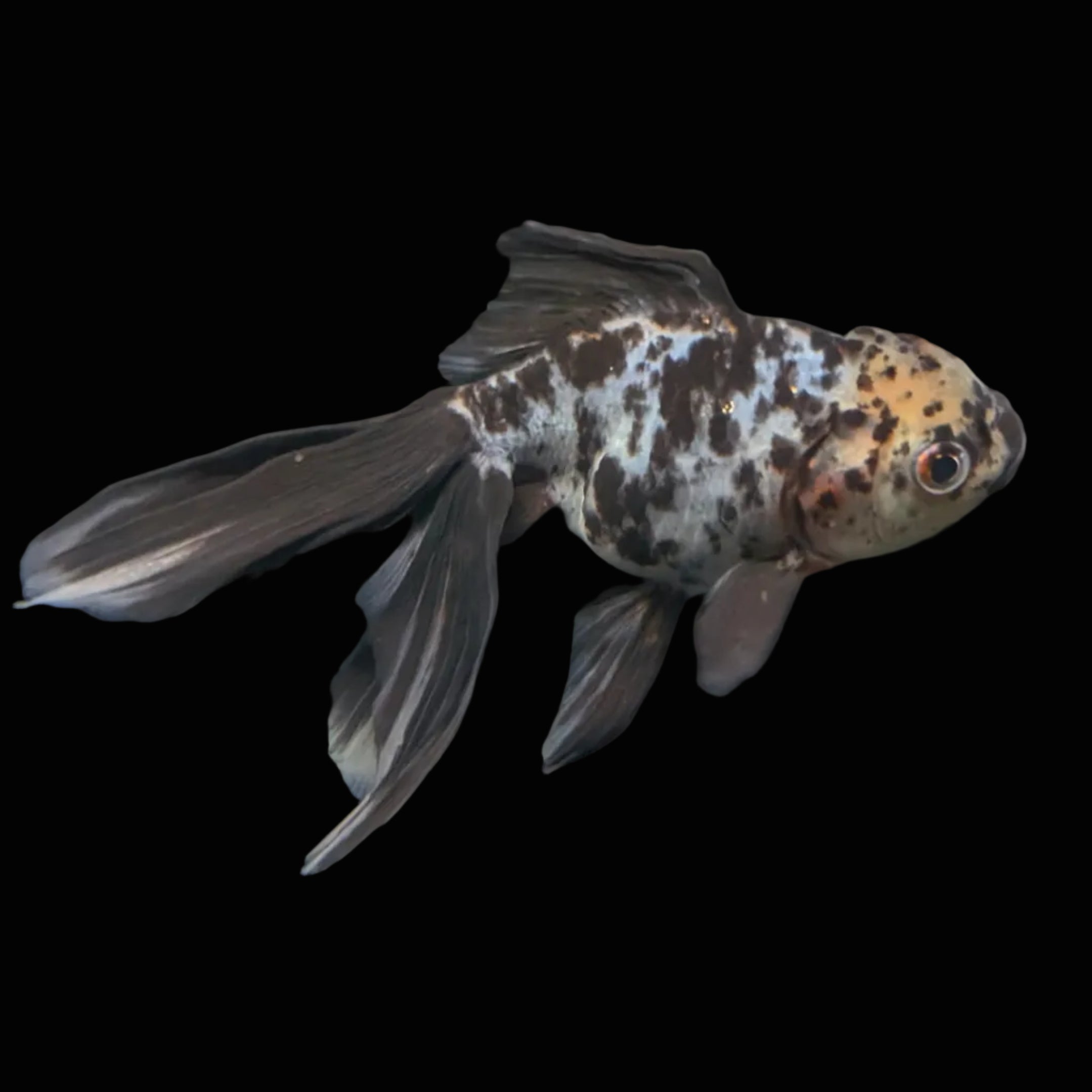 Calico Oranda 5"in. ID#821LB2A-62