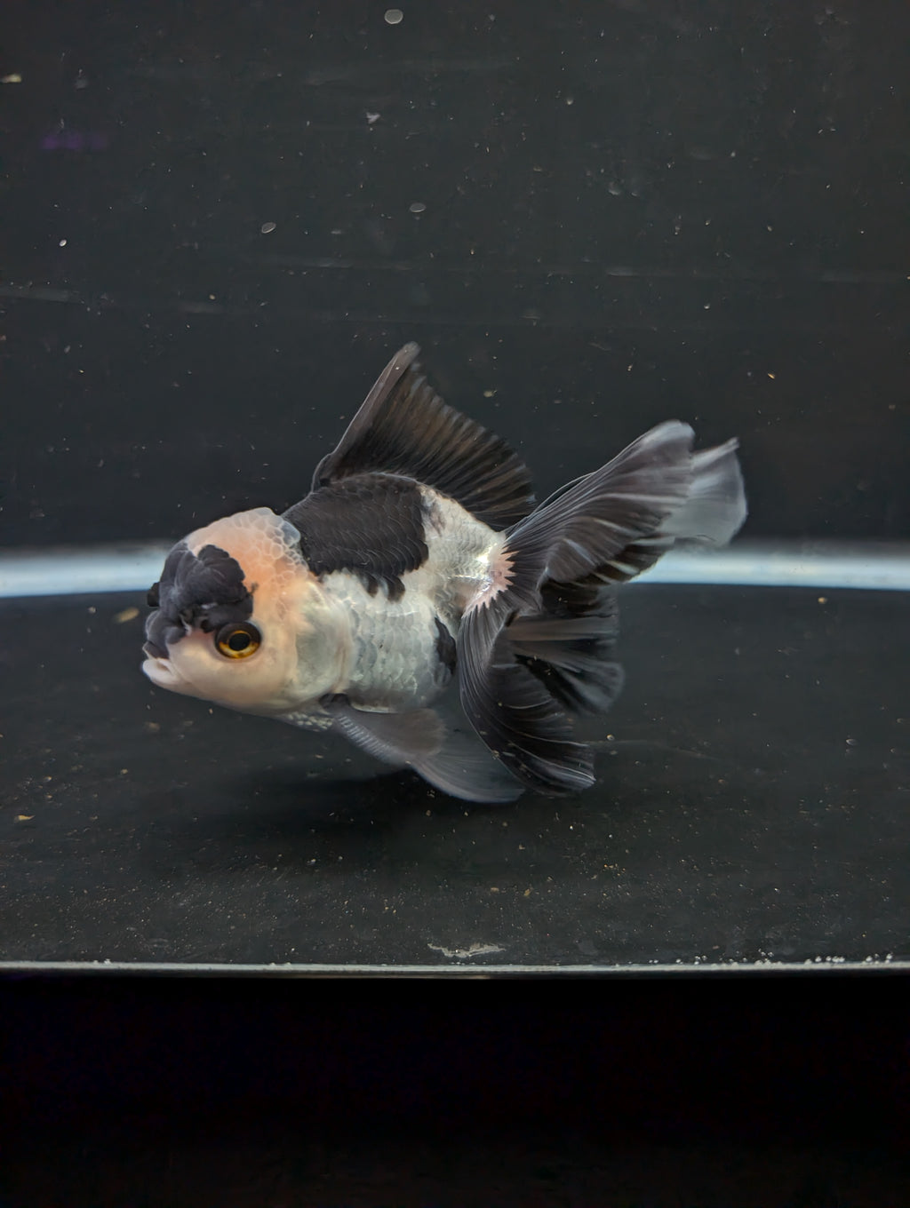 Thai Oranda Panda 4"-4.5"in.  ID#1016T1A-005