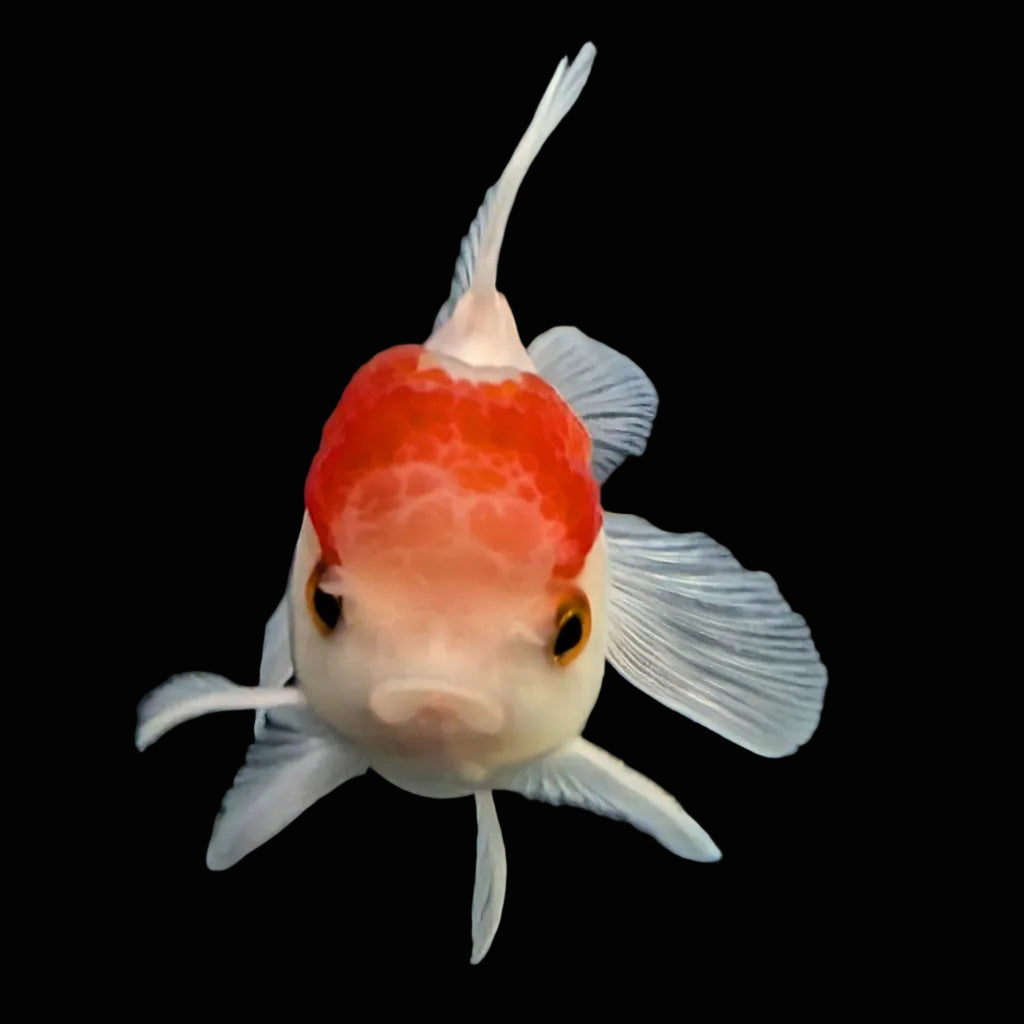Juvenile Oranda Tricolor 3.5"-4" in.  ID#417T7A-009