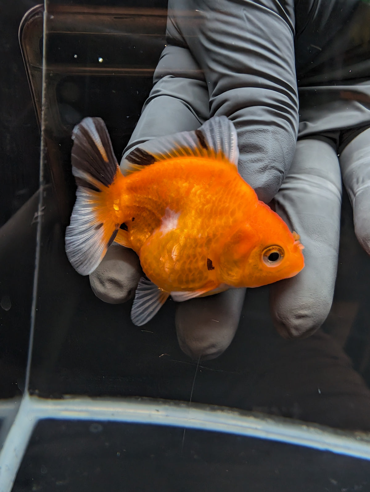 Baby Thai Shogun Oranda Tricolor 2"-2.5" in. ID#1023BSG11A-029