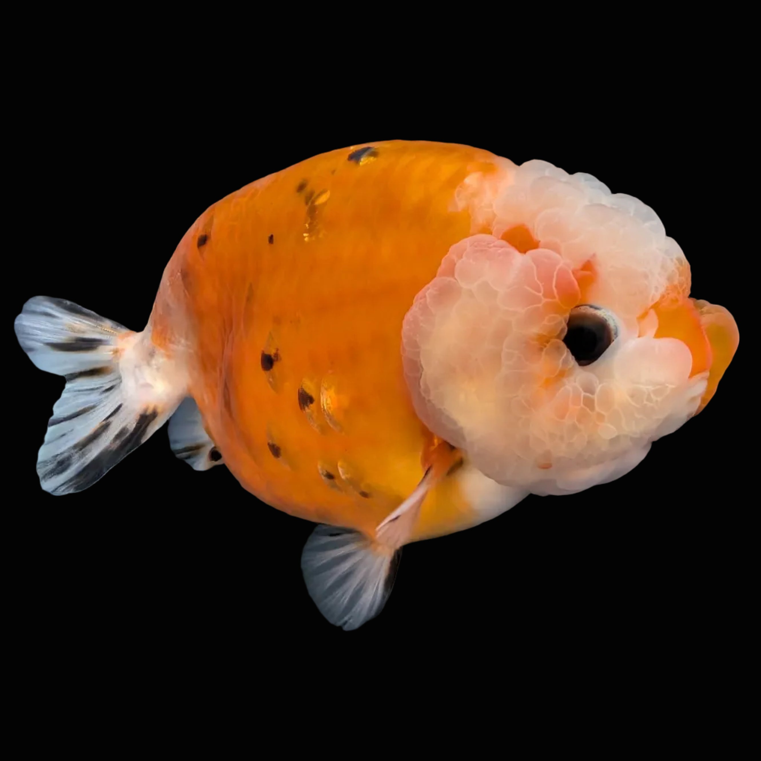 Jumbo Ranchu Sakura Calico 4.5"-5" in. ID#814R8A-022
