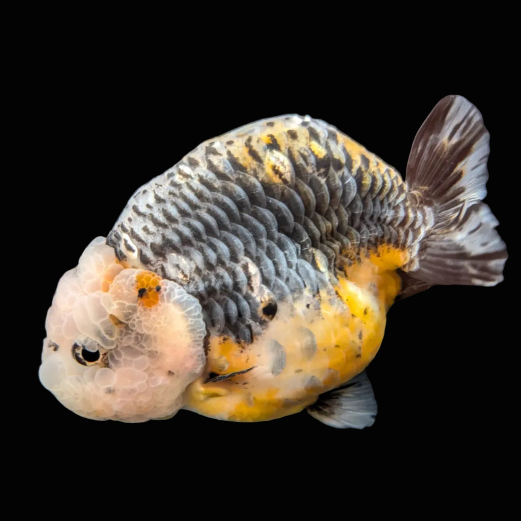 Jumbo Ranchu Kirin Calico 4.5"-5" in. ID#814R8A-023