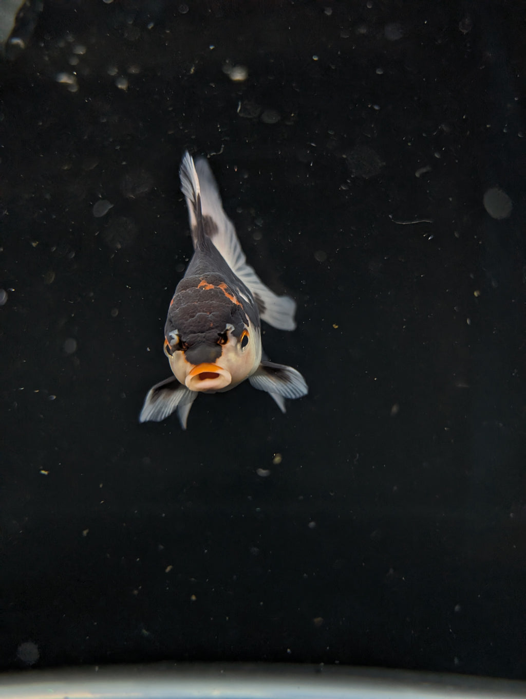 Thai Juvenile Oranda Tricolor 3"-3.5" in.  ID#626T1A-002