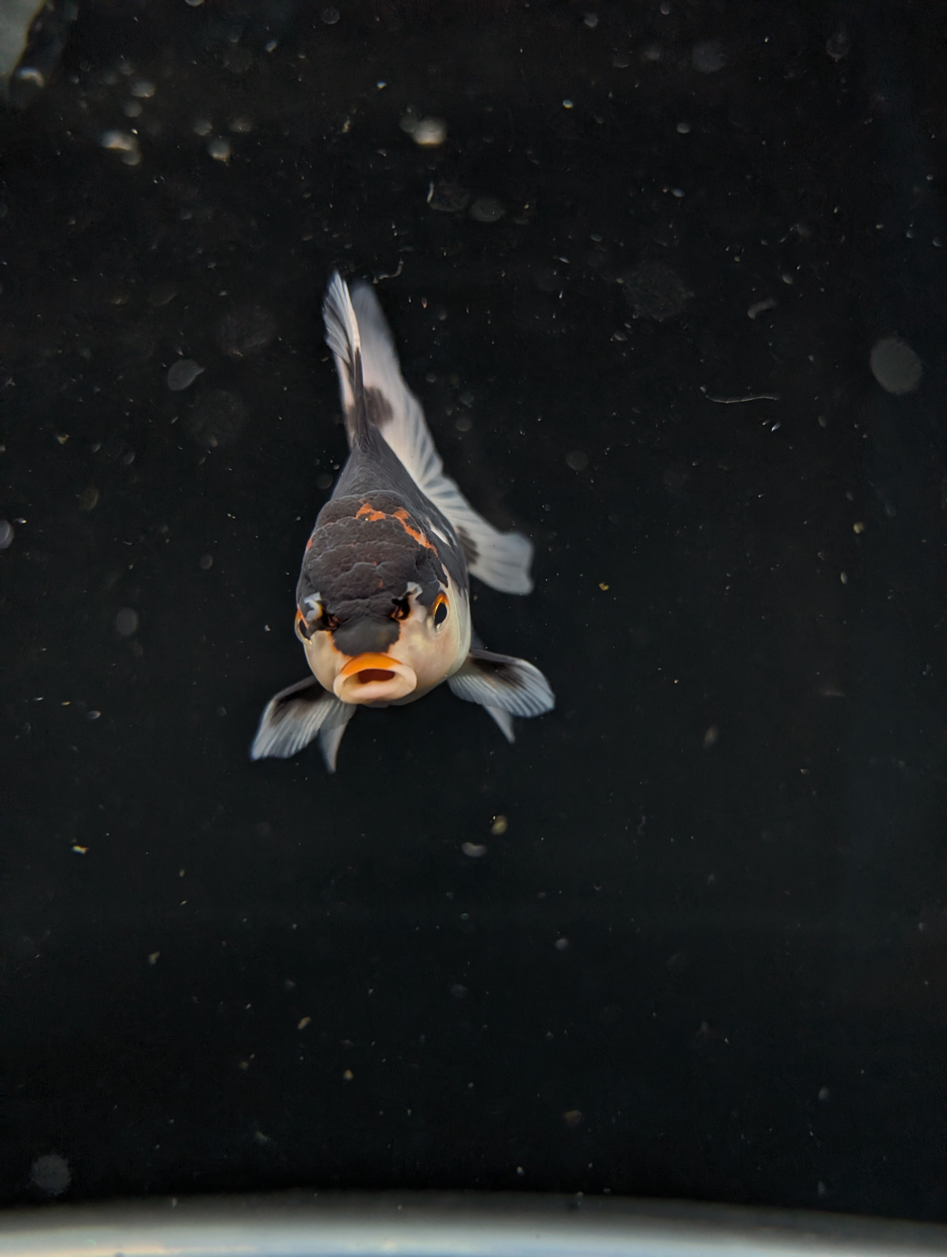 Thai Juvenile Oranda Tricolor 3"-3.5" in.  ID#626T1A-002