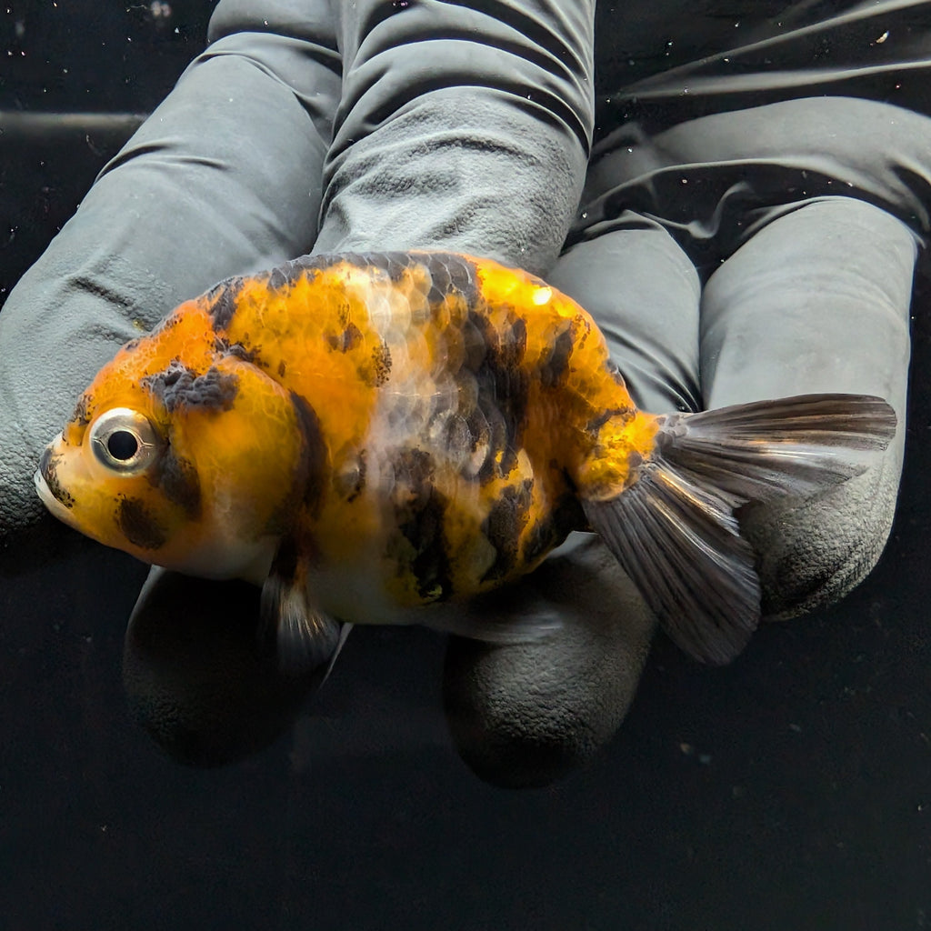 Ranchu Calico 2.5"-3" in. ID#717R4A-011