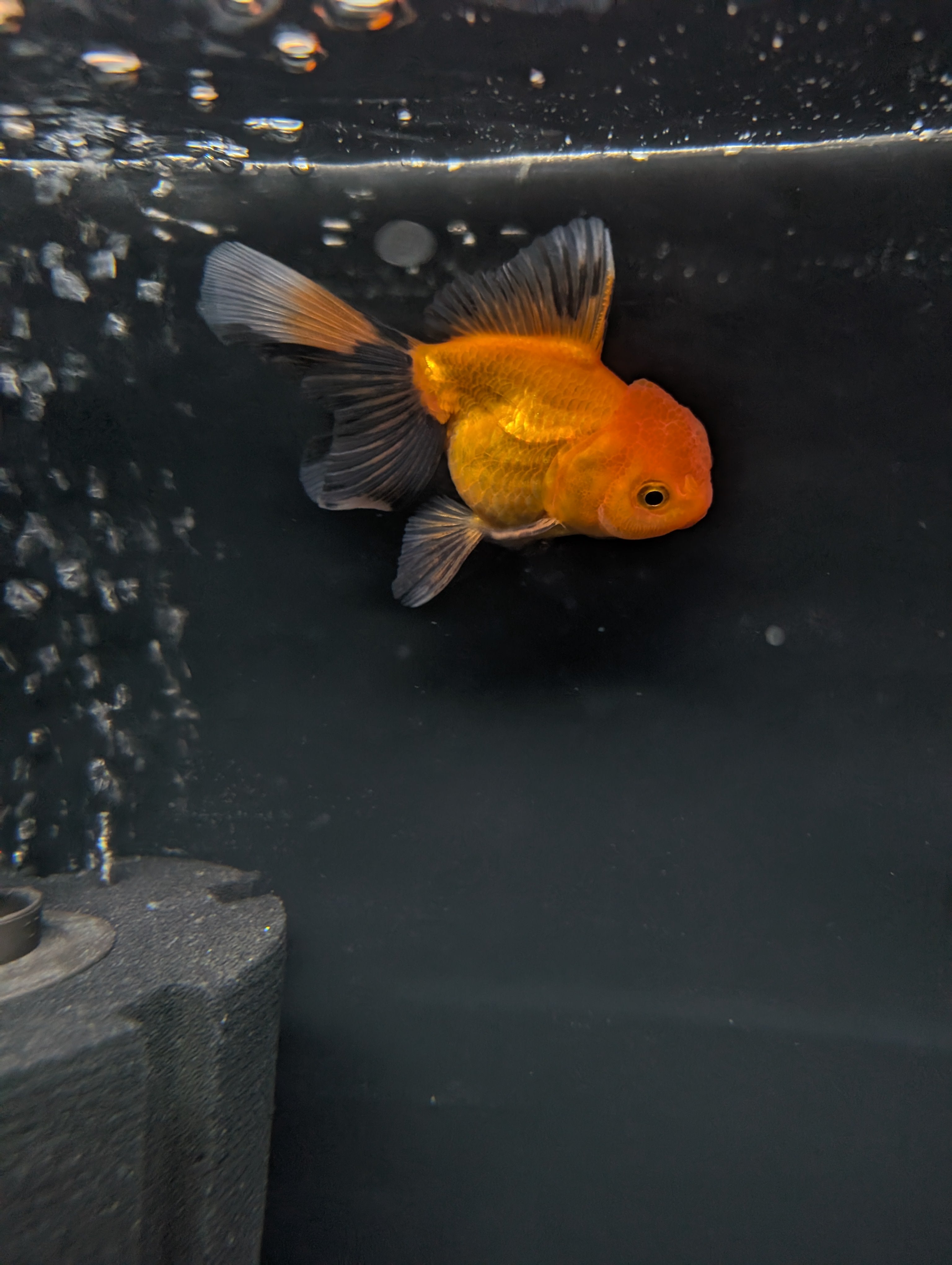 PEACH *Boss 501 Juvenile Oranda Tricolor 3.5"-4" in.  ID#501T2A-007