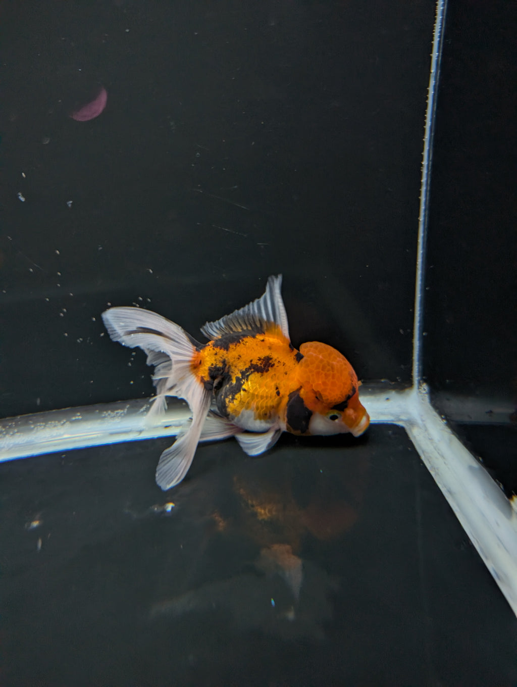 Thai Oranda Tricolor 4"-4.5"in.  ID#1023T1A-025