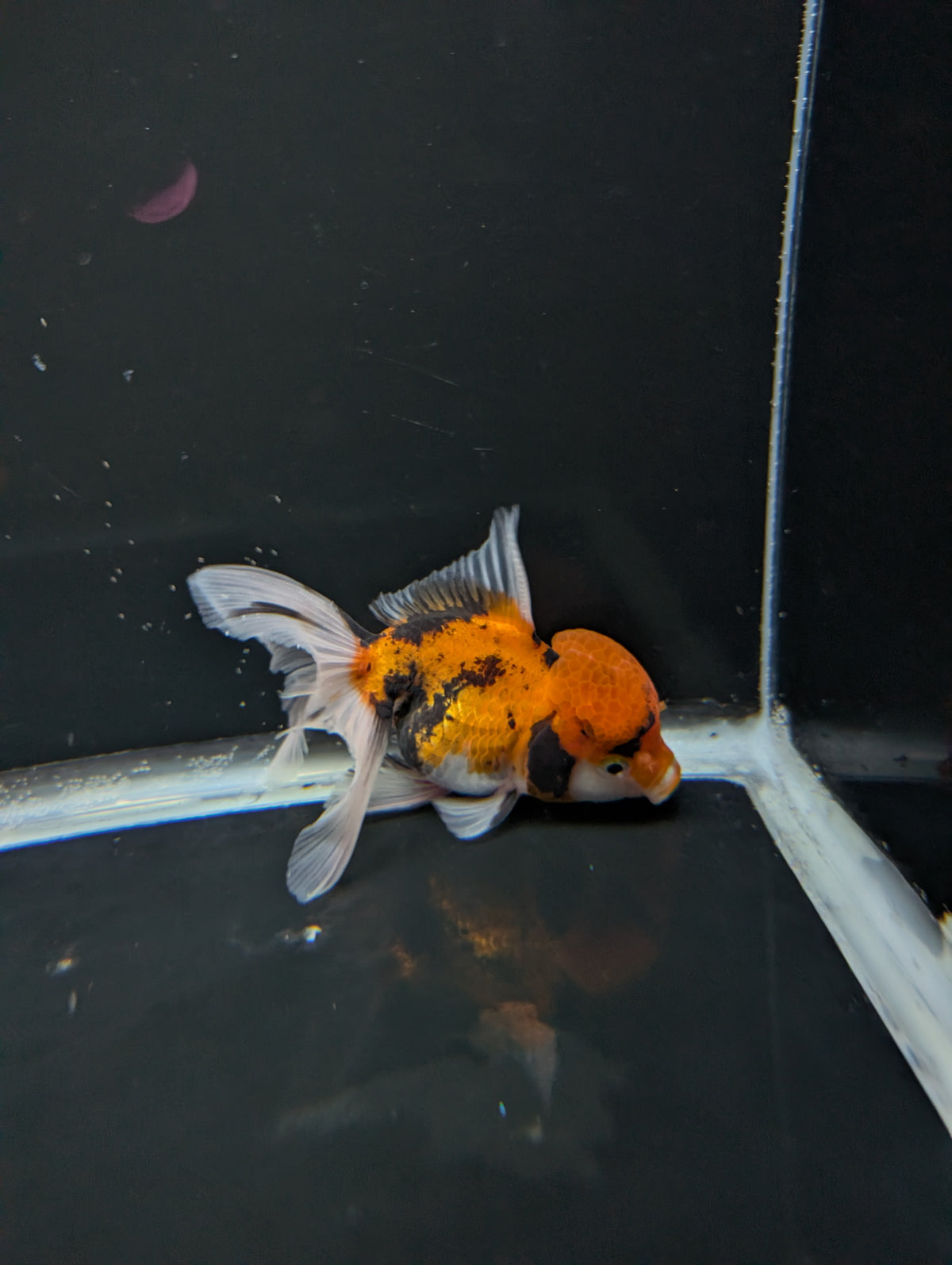 Thai Oranda Tricolor 4"-4.5"in.  ID#1023T1A-025