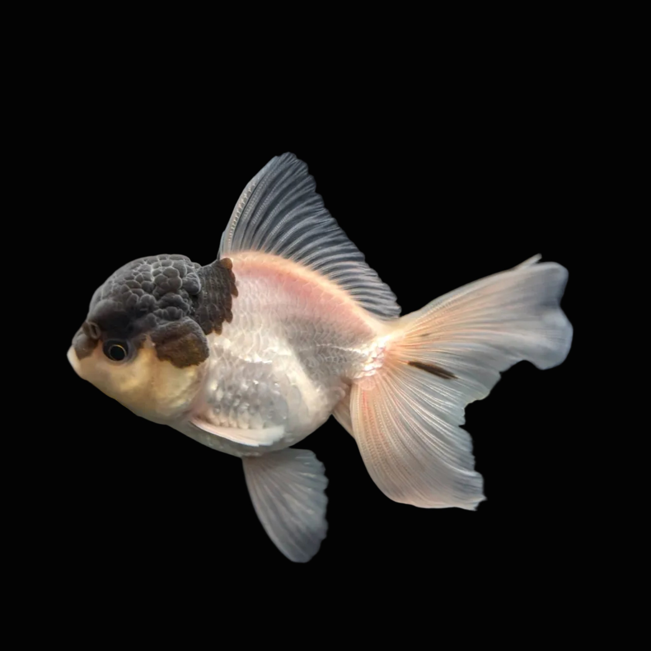 Juvenile Oranda Panda 3.5"-4" in.  ID#327T13b-032