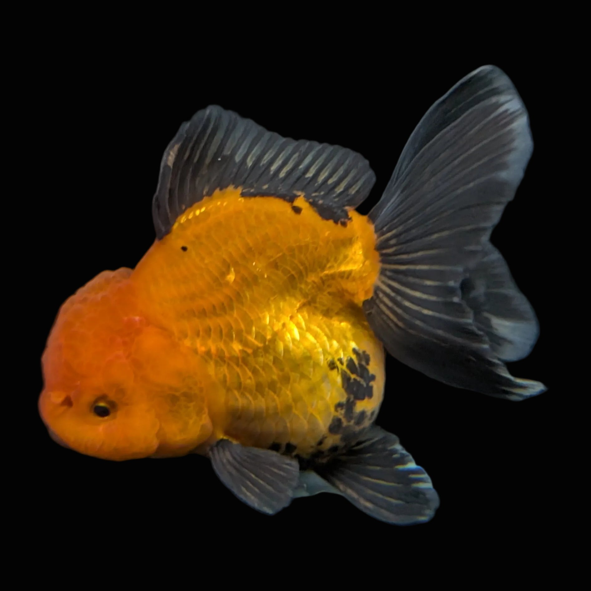 Thai Oranda Red Black  4.5"-5"  ID#718T5B-005