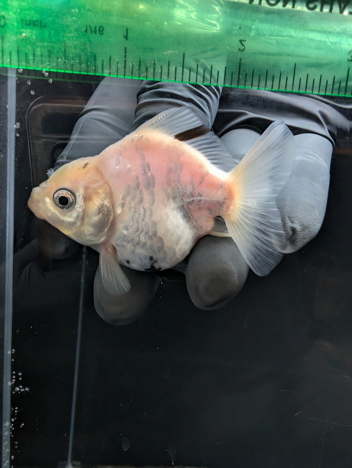 Baby Thai Shogun Oranda White Tiger 2"-2.5" in. ID#1023BSG11A-025