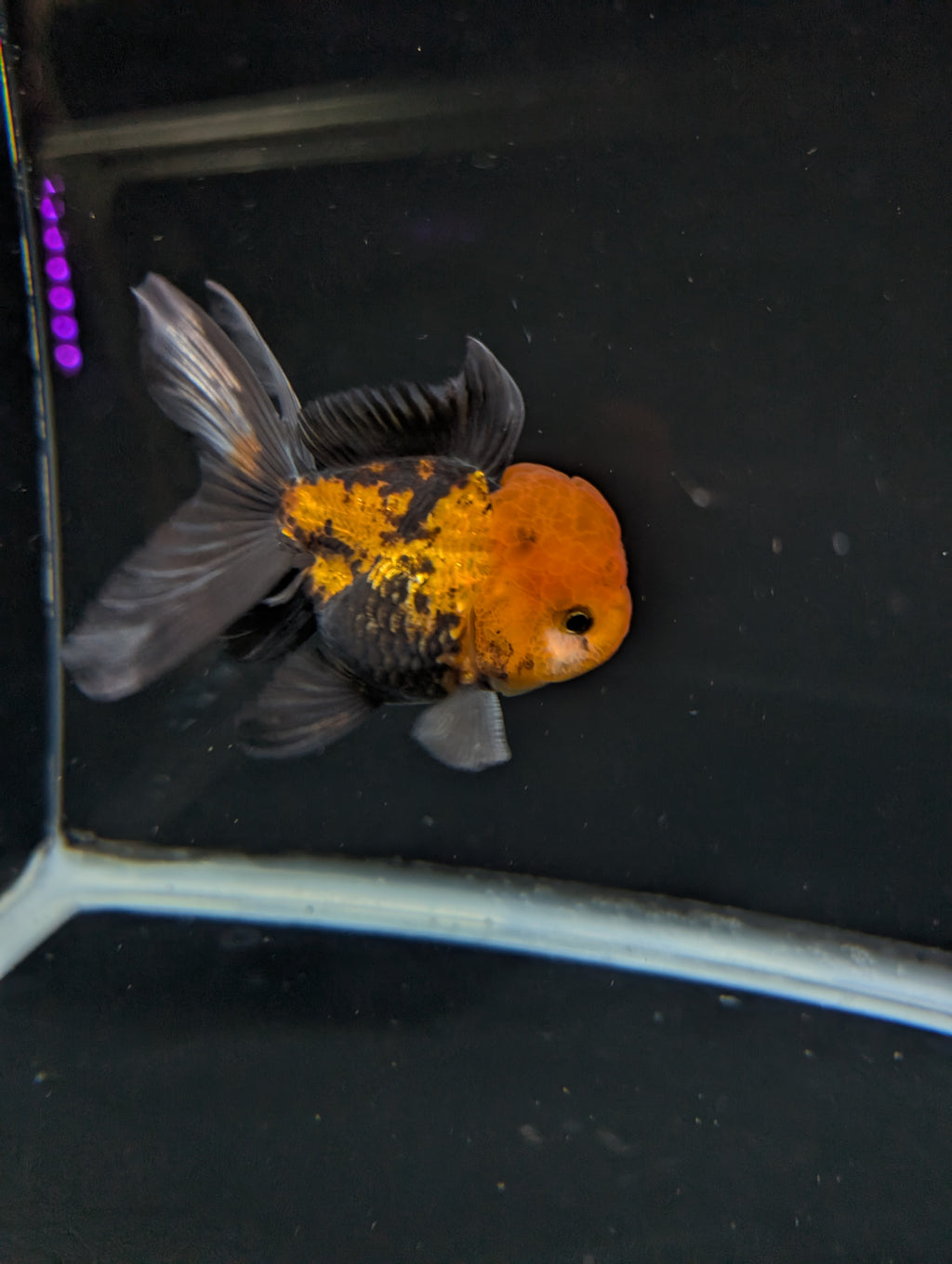 Thai Oranda Tricolor 4"-4.5"in.  ID#1023T1A-027