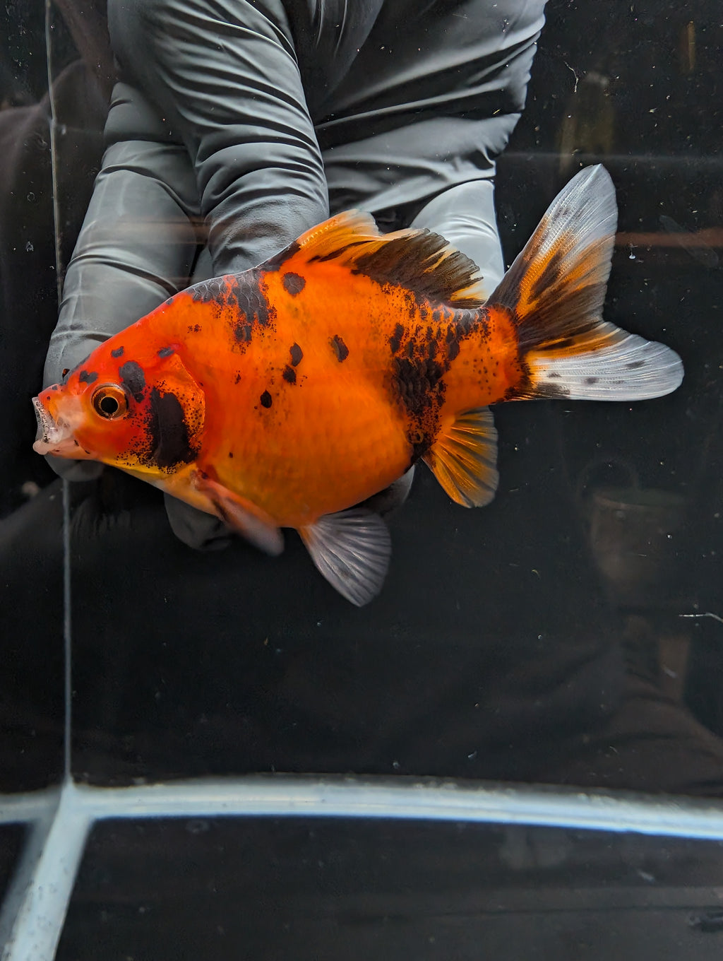 Tamasaba Calico 4" in. ID#1023TM1B-022