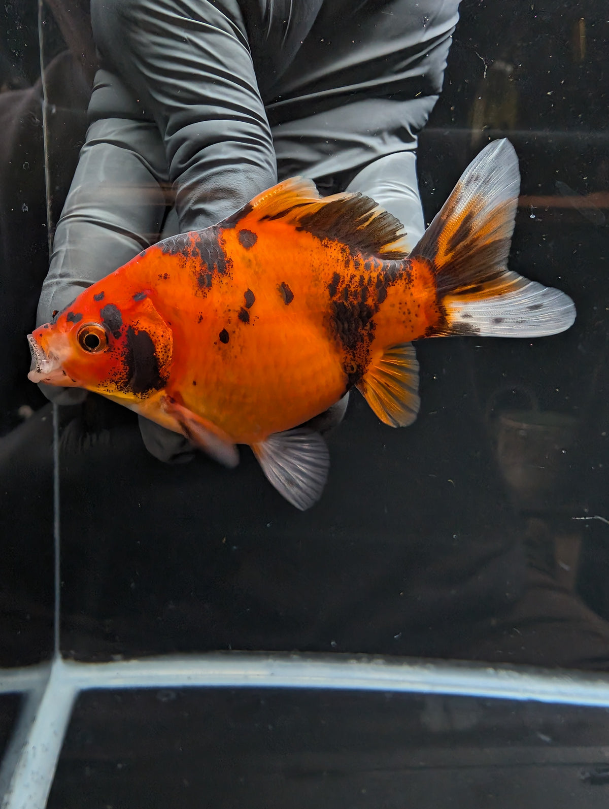 Tamasaba Calico 4" in. ID#1023TM1B-022