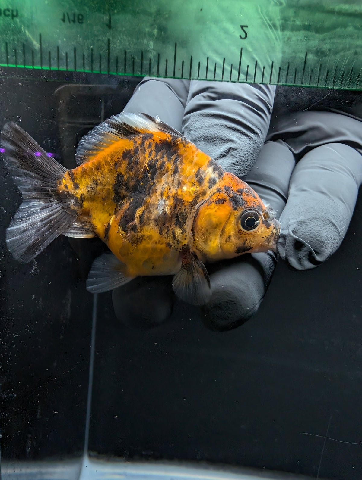 Baby Thai Shogun Oranda Tiger Calico 2"-2.5" in. ID#1016BSG11A-003