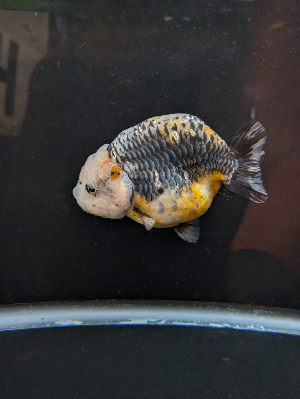 Jumbo Ranchu Kirin Calico 4.5"-5" in. ID#814R8A-023