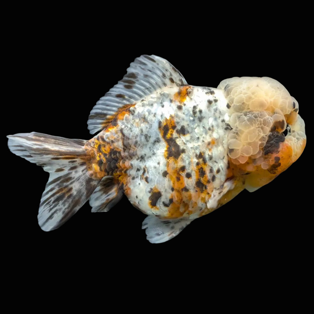 Jumbo Oranda Yuan Bao Granite Calico   4.5"-5"in. ID#904YB13A-003