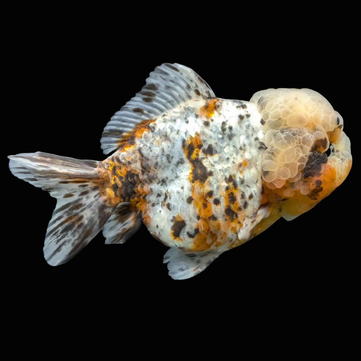 Jumbo Oranda Yuan Bao Granite Calico   4.5"-5"in. ID#904YB13A-003