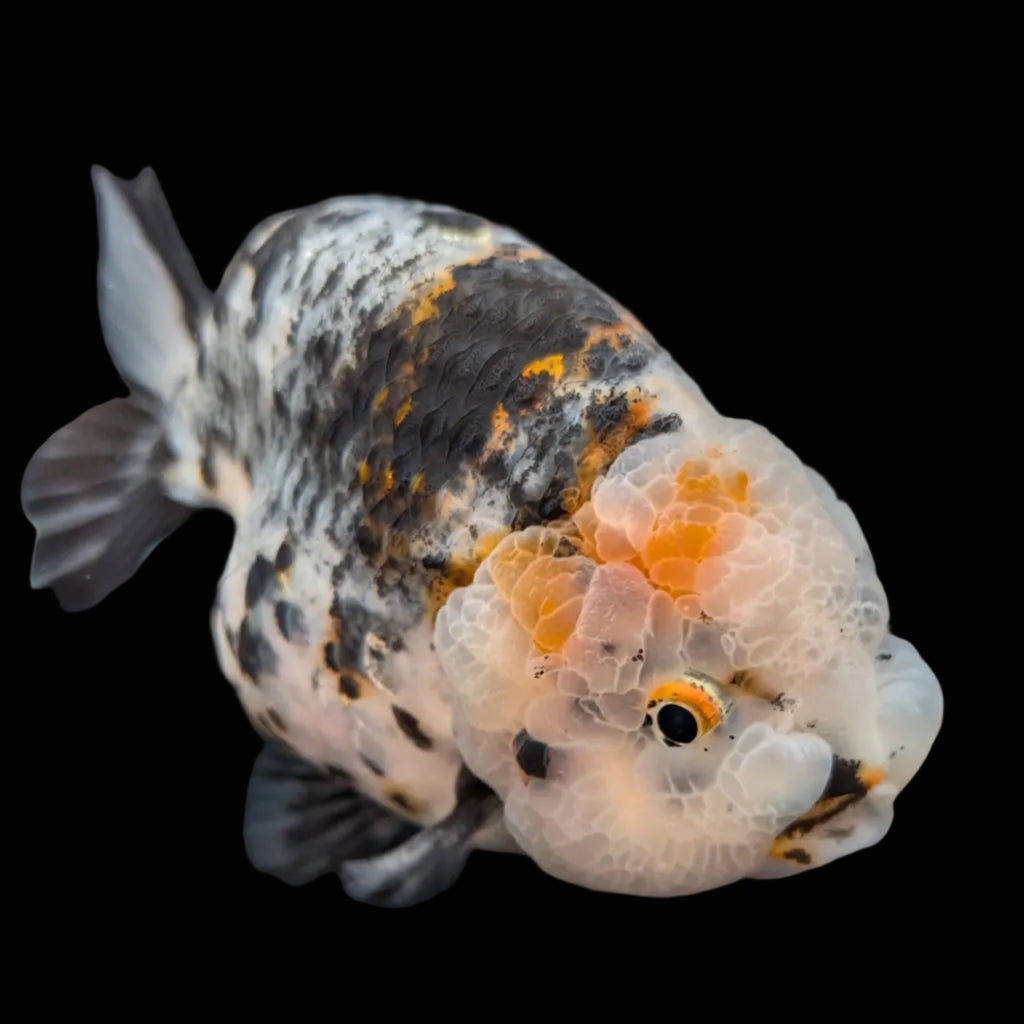 Jumbo Ranchu Kirin Calico 4.5"-5" in. ID#814R8A-024