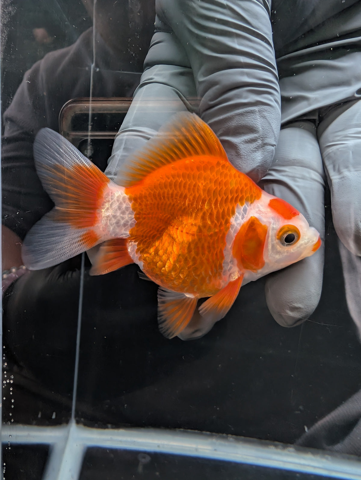 Tamasaba Red White 3.5"in. ID#1023TM1B-034