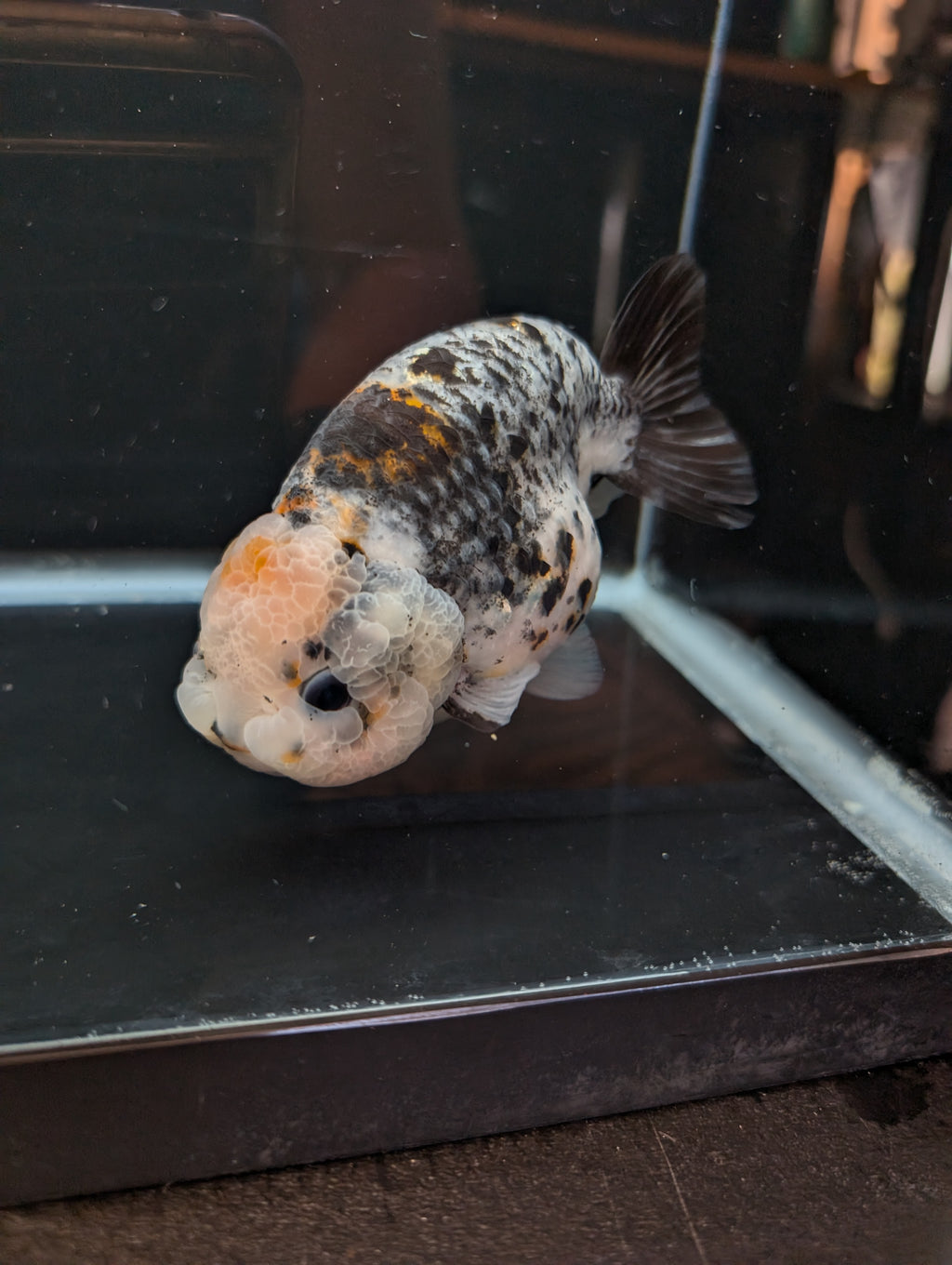 Jumbo Ranchu Kirin Calico 4.5"-5" in. ID#814R8A-024