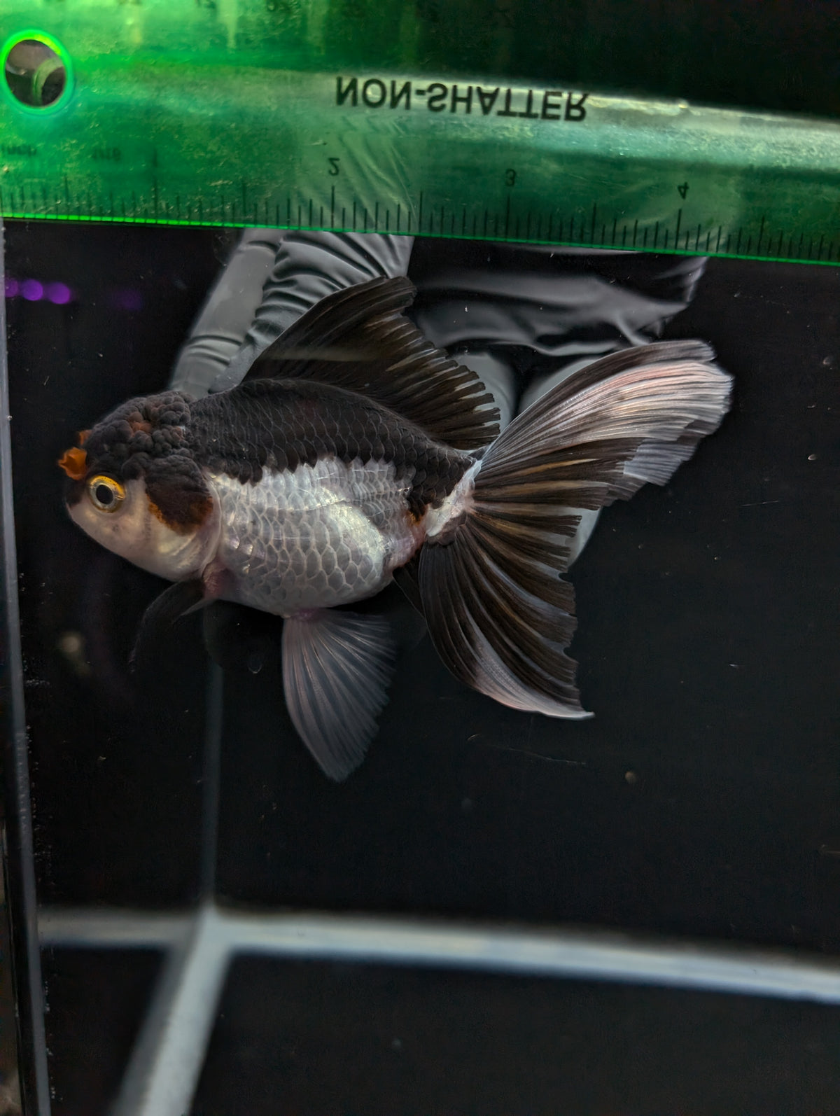 Thai Oranda Panda Tricolor 4"-4.5"in.  ID#1023T1A-026