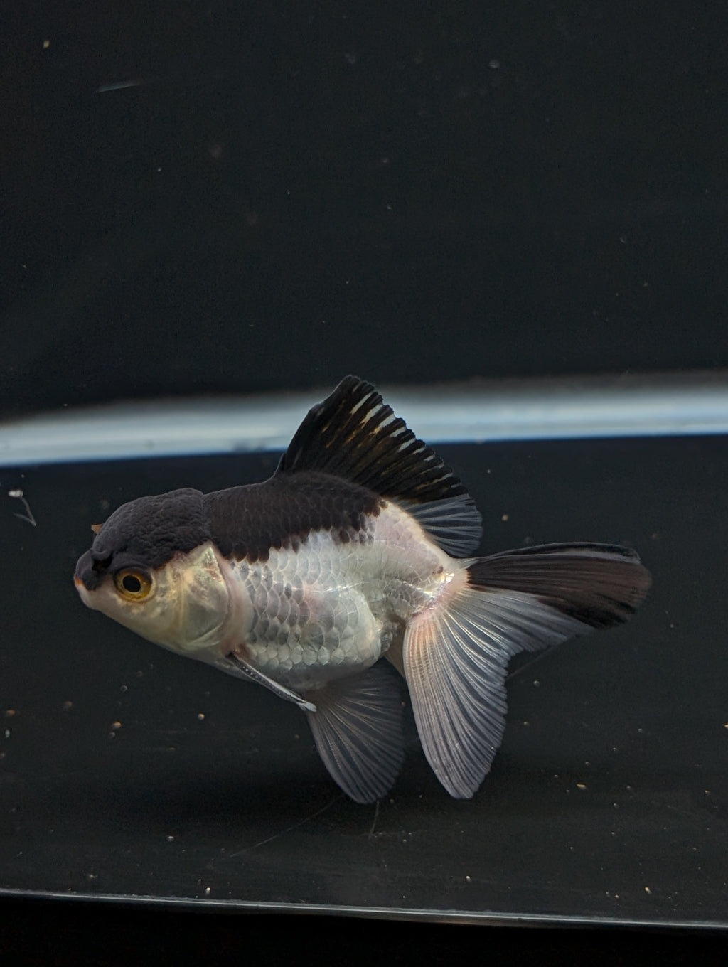 Thai Juvenile Oranda Panda 3"-3.5" in.  ID#717T1A-002