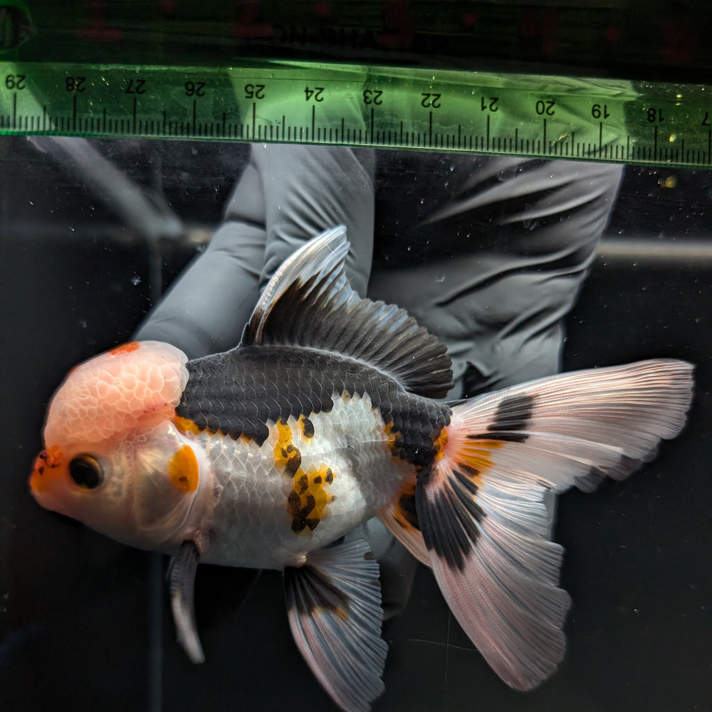 Thai Oranda Tricolor  4.5"-5"  ID#718T5B-003