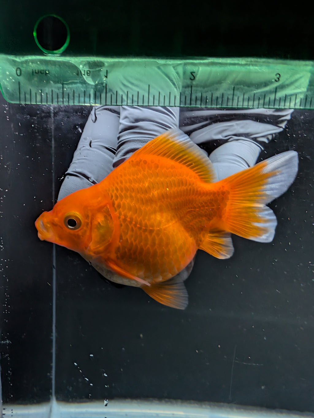 Tamasaba Red White 3"-3.5" in. ID#1009TM1B-001