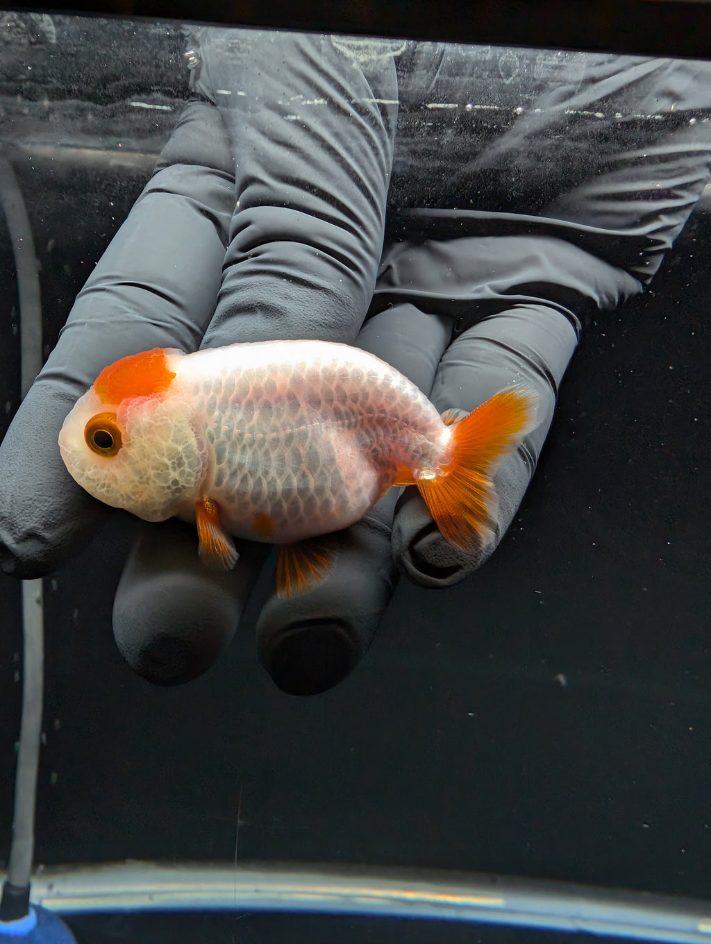 Baby Ranchu Red White 2.5"-3" in. ID#529R4A-051