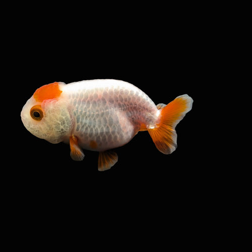 Baby Ranchu Red White 2.5"-3" in. ID#529R4A-051