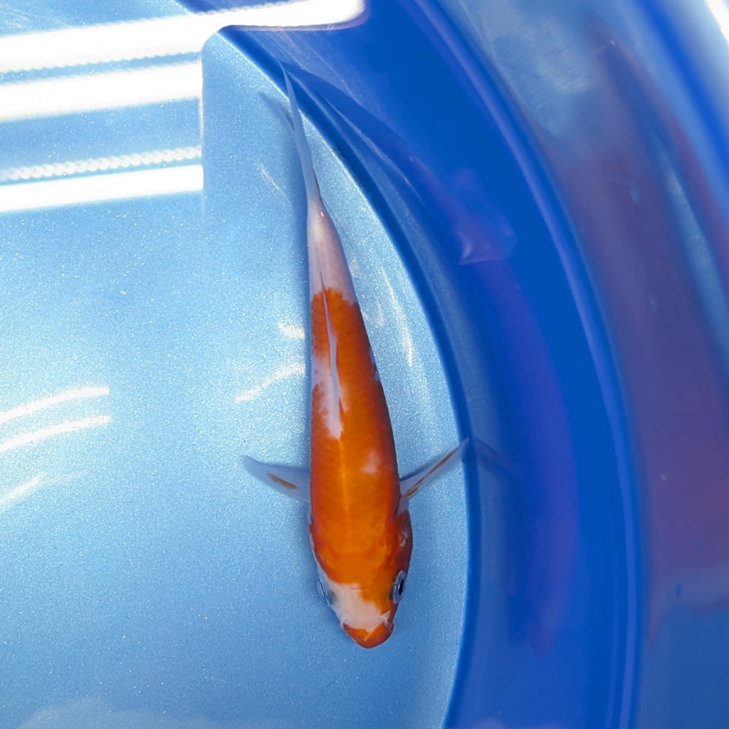 Kohaku Koi  4"in. ID#806BFK-023