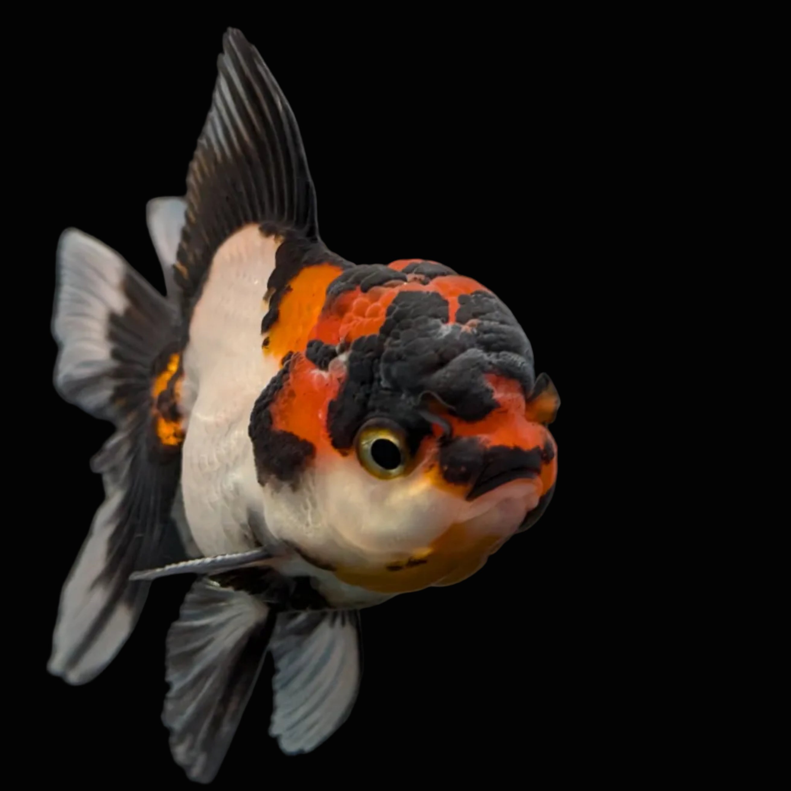 Juvenile Oranda Tricolor 3.5"-4" in.  ID#403T8A-001