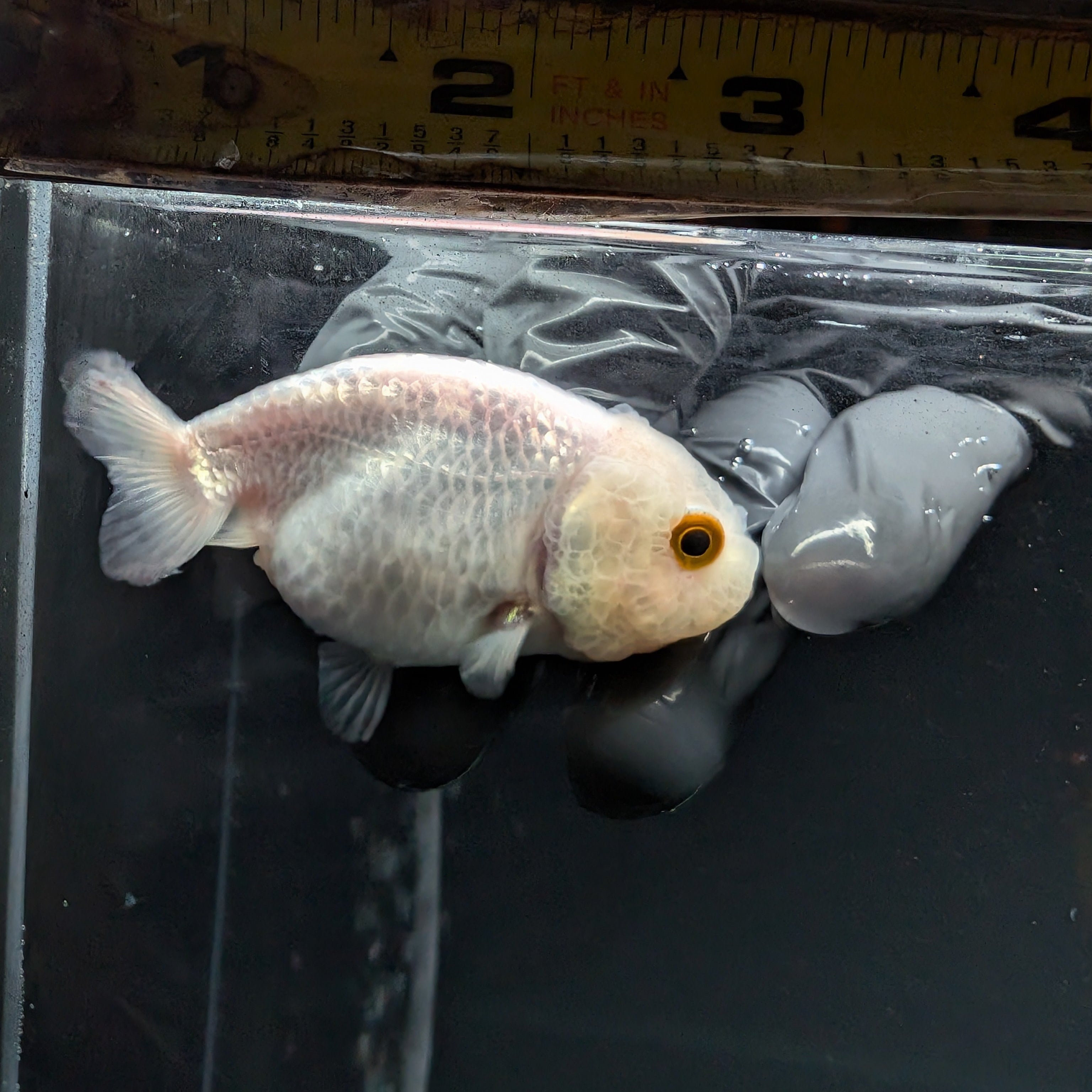 Baby Ranchu Red White 2.5"-3" in. ID#515R4A-011