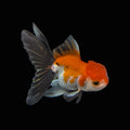 Juvenile Oranda Tricolor 3.5"-4" in.  ID#403T8A-009