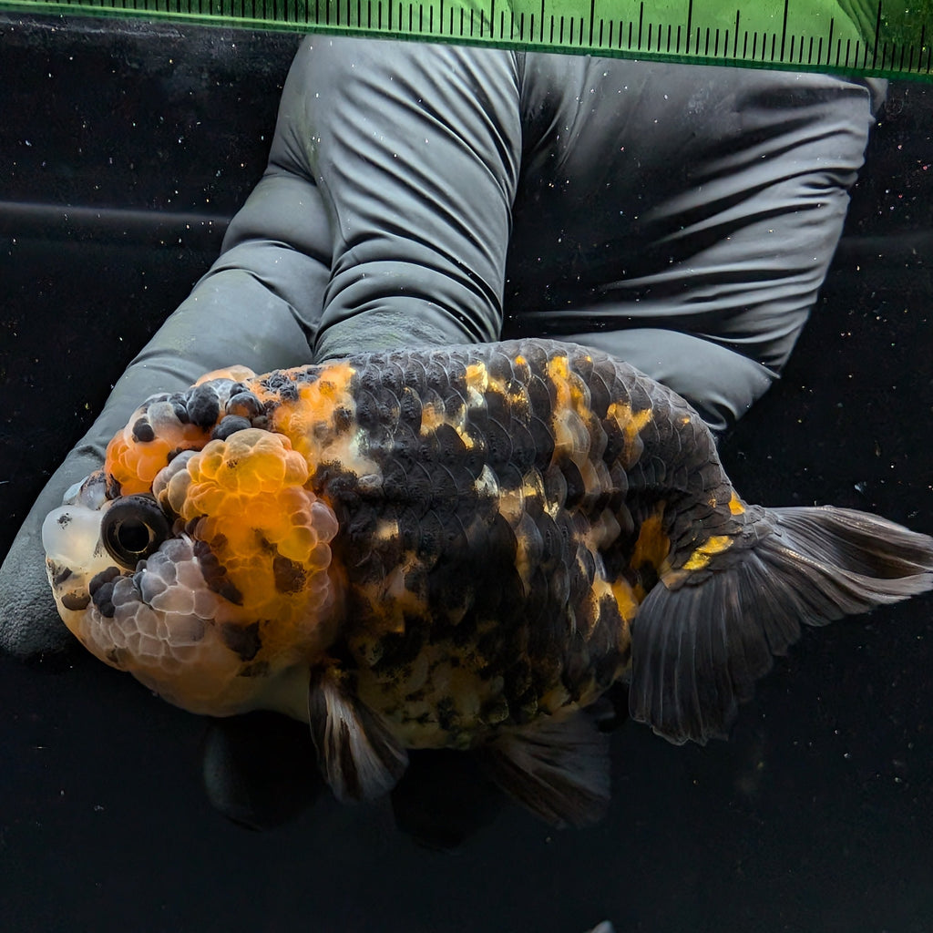 Jumbo Ranchu Calico 3.5"- 4" in. ID#710R8A-023