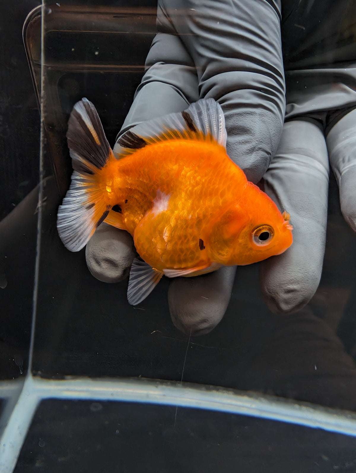 Baby Thai Shogun Oranda Tricolor 2"-2.5" in. ID#1023BSG11A-029