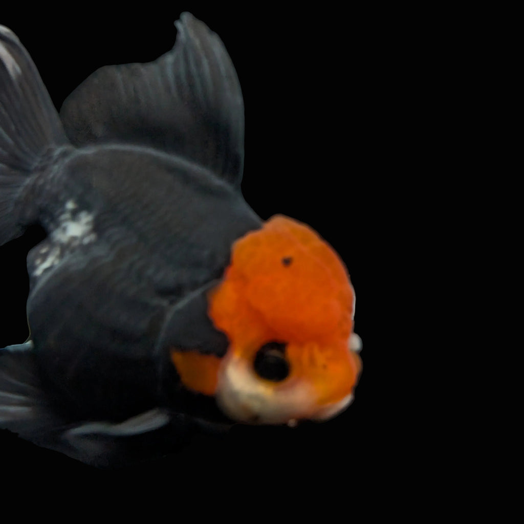 Thai Oranda Tricolor  4.5"-5"  ID#718T5B-004