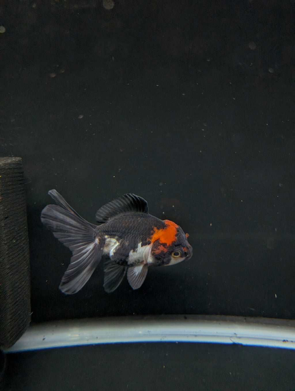 Juvenile Oranda Tricolor 3.5"-4" in.  ID#501T2A-006