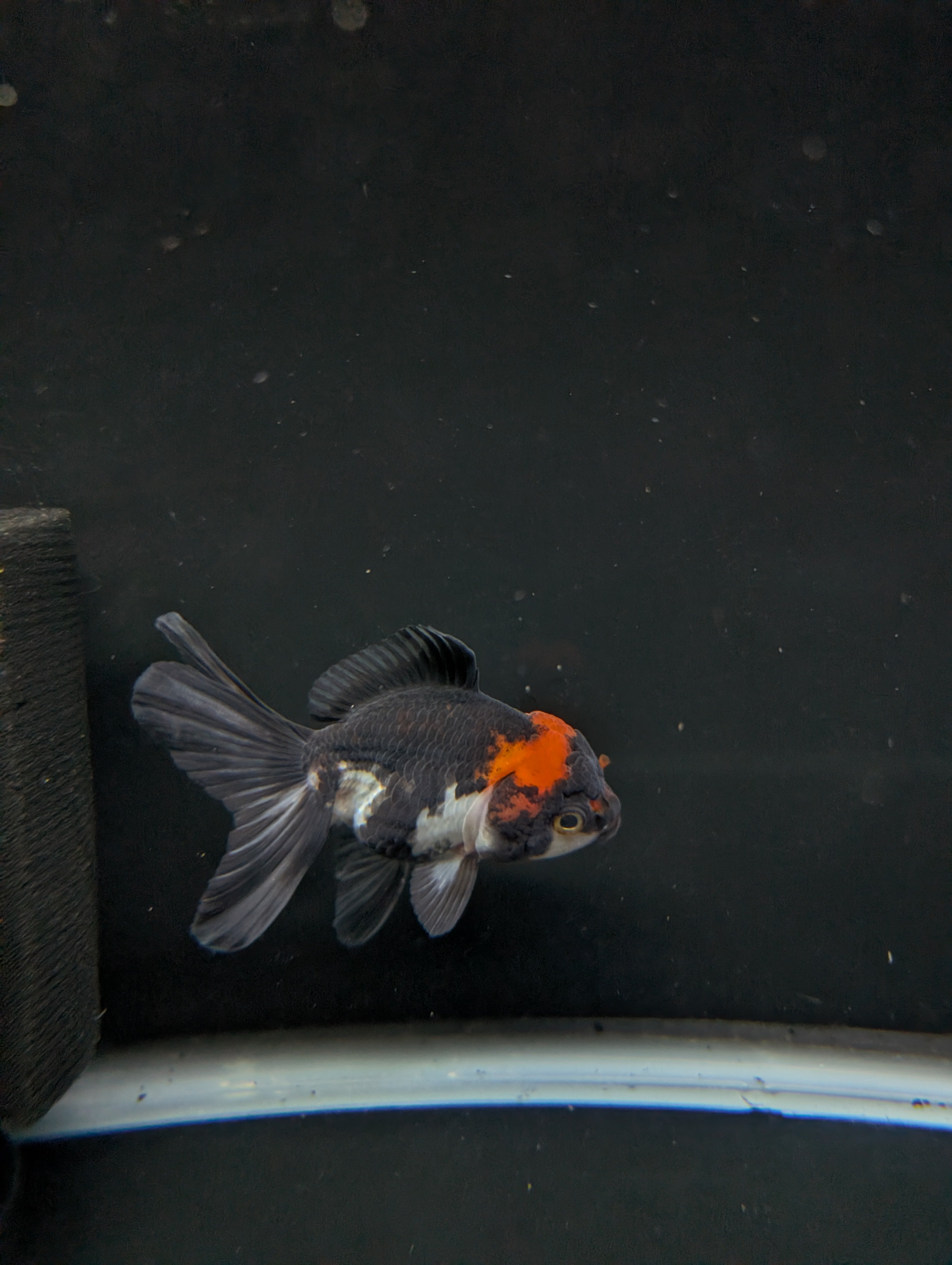 Juvenile Oranda Tricolor 3.5"-4" in.  ID#501T2A-006