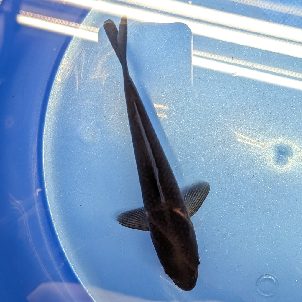 Karasu Koi  5"-6"in. ID#806BFK-021